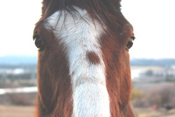 pride-riding:  Shes a cutie  http://pride-riding.tumblr.com/ 