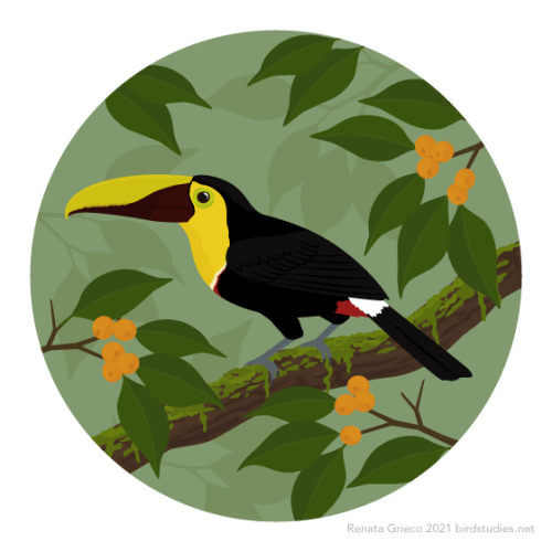 renatagrieco:February 2, 2021 - Yellow-throated Toucan (Ramphastos ambiguus)These toucans are found 