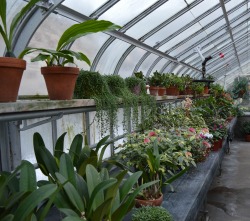 perspctvs:  tearyplant:      plant blog   green is good