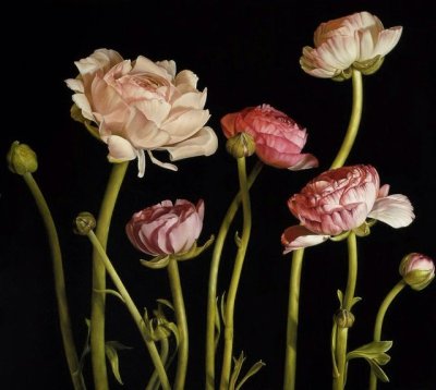 pagewoman:
“Pink Ranunculus ~ Mia Tarney
”