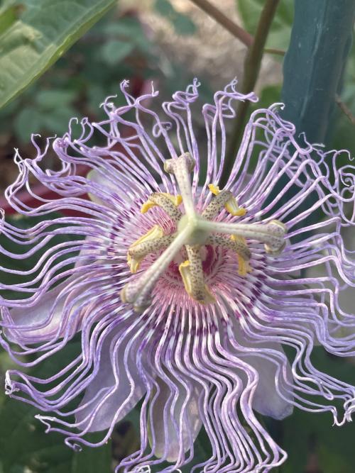 naturezem:  my passion flower 🖤  (Sources)
