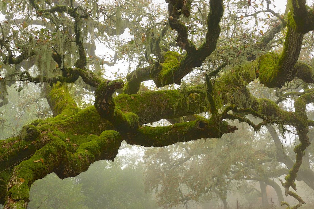 90377:    Misty oaks. Crane Creek Regional Park, Sonoma County . by alice cummings