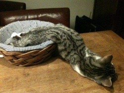 mollaythesassay:  damegreywulf:  iphisquandary:  cat physics  I FUCKING THOUGHT THIS WAS A SNAKE  it’s like a deflated cat balloon 