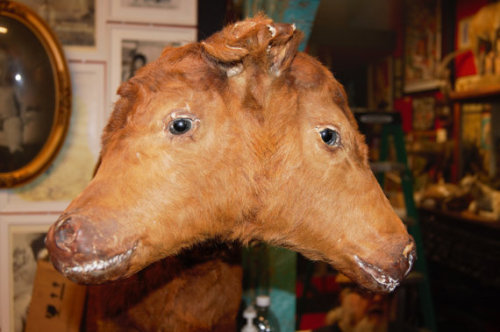 Authentic Two Headed Cow$3500