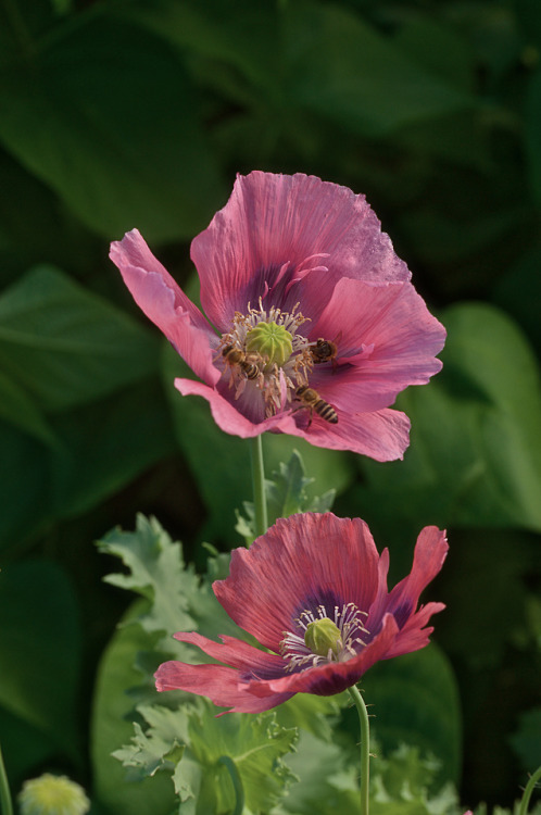 Two poppies, three bees.  Taken in a mixed perennial border garden at a summer house off Upper Notch