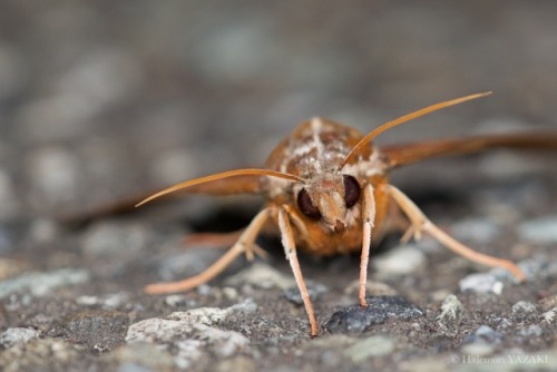 wildtokyo-jp: A Midsummer Night’s DreamMoth portraits in JulyPachista superansAmpelophaga rubi