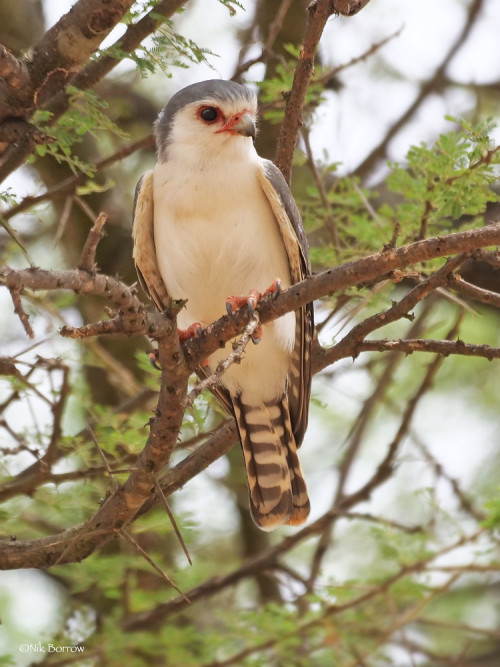 end0skeletal-undead:Pygmy falcons, Tanzania by Nik BorrowTop - Female, Bottom - Male