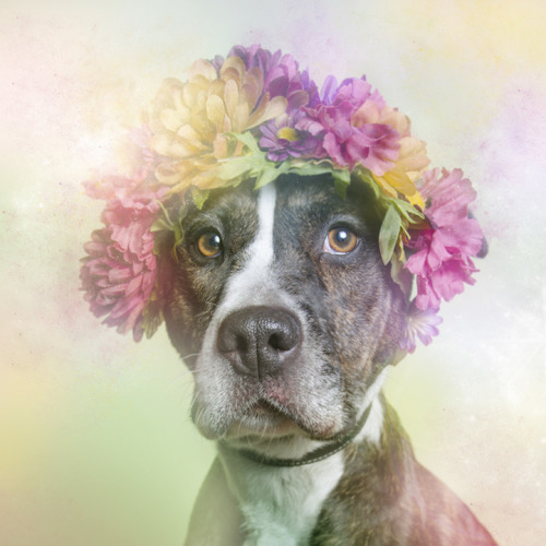 kidgarbage:  Flower Power - Sophie Gamand “Flower Power is about challenging myself to approach pit bulls with a fresh perspective and an open heart. I invite the viewer to do the same.“ [x] All dogs photographed are available for adoption in