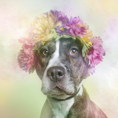 melesmelesxvx:  tinyfrightenedanimals:  mymodernmet:  Photographer Sophie Gamand’s new series Flower Power portrays pit bulls in a softer, dreamier light to highlight their sweet nature.  bugsburgers  oh my days. No one needed to do this to convince