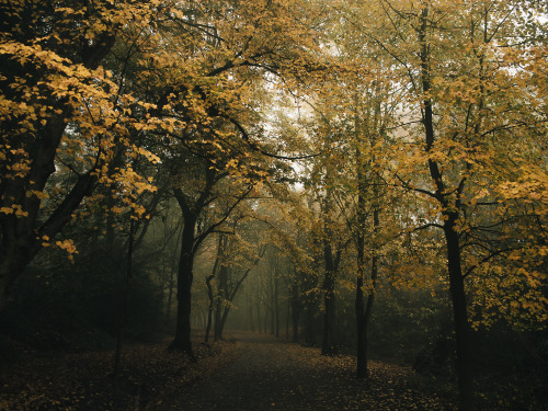 ardley:Yellow Canopies, LondonPhotographed By Freddie Ardley