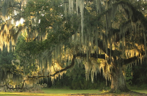 expressions-of-nature:Fontainebleau State Park, Louisiana by Lana Gramlich
