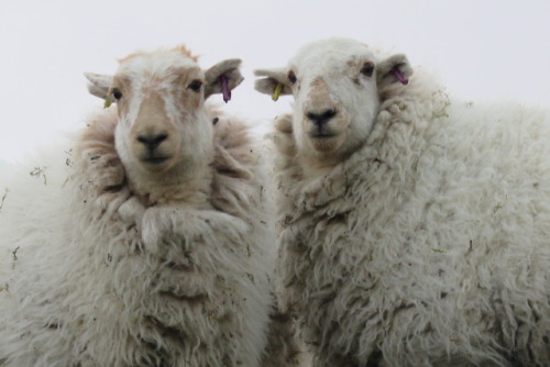 old-magic:I met these two beauties right at the top of mount Snowdon, and they were rather photogeni