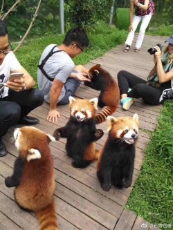 thirstypets:Panda paradise via /r/redpandas