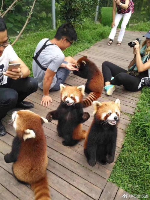 thirstypets:Panda paradise via /r/redpandas adult photos