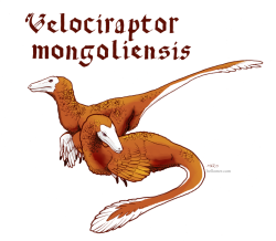the-merbeast:  Day 11: Velociraptor mongoliensis,