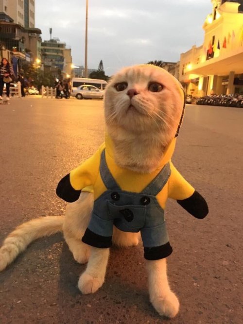 Justcatposts:  When You’re At The Mall And Suddenly Your Mom Went Missing