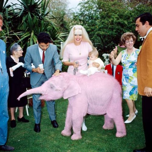 lovejaynemansfield: Jayne Mansfield with pink elephant in 1960s