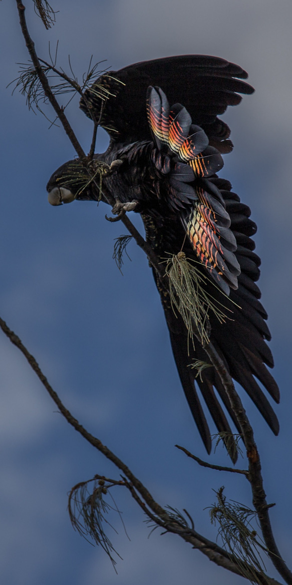fairy-wren:  Black Cockatoo 
