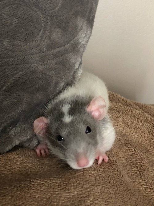 small but knowing rat