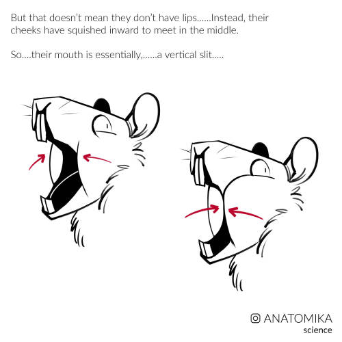 I always read that some rodents dig with their teeth, but how they did this actually mystified me fo