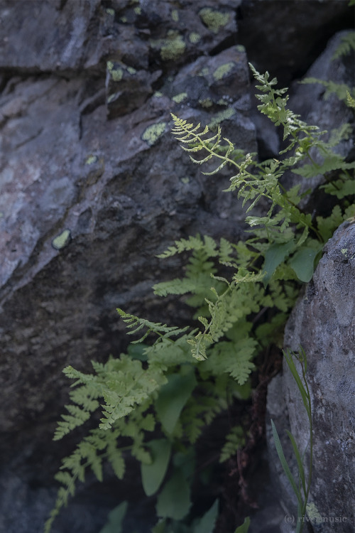 riverwindphotography: Ferns in a rocky crevice, some are touching the light. © riverwindphotogr