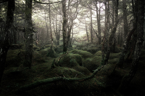 90377: North Yatsugatake mountains / Nagano Prefecture by sf1003！ on Flickr.