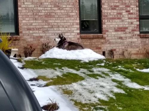 everythingfox:Siberian Husky enjoying snow before it melts(via)