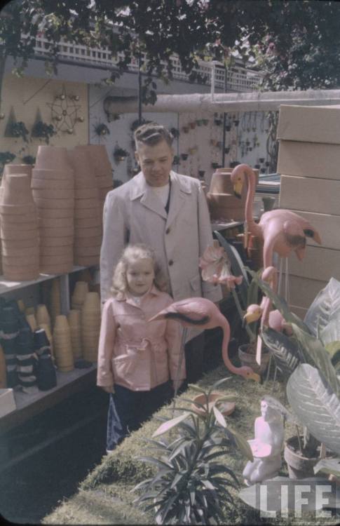 Considering pink flamingos for the lawn - now in color!(Stan Wayman. 1959)