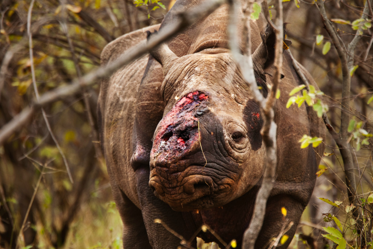 nubbsgalore:  september 22 is world rhino day, meant to raise awareness about the