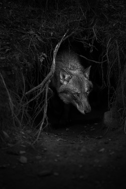 curiousz:  Norweigan Photographer CHRISTIAN HOUGE “Shadow Within explores man’s relation to the wolf and ultimately to himself.” http://www.christianhouge.no/ 