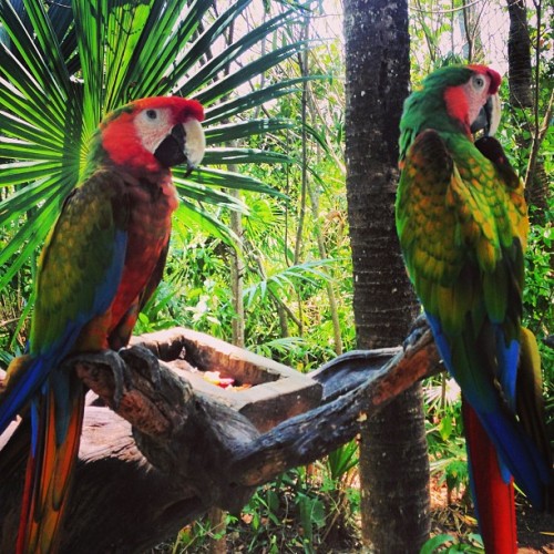 thatgirlbetsy:  Natureza. #Beautiful #NoFilter #Paradise #Macaw #Parrot #Lorrito #Unreal #Rainforest