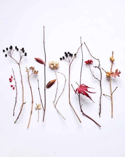 culturenlifestyle:  Visually Sublime Compositions That Celebrate Treasures Found in Nature Ja Soon Kim’s photography series explores beautifully arranged and structured wild flora and fauna that she collects during her lonely expeditions to the enticing