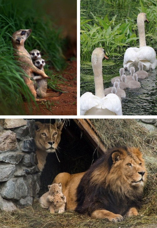 tastefullyoffensive:  Family Photos [via]Previously: Before and After Photos of Animals Growing Up