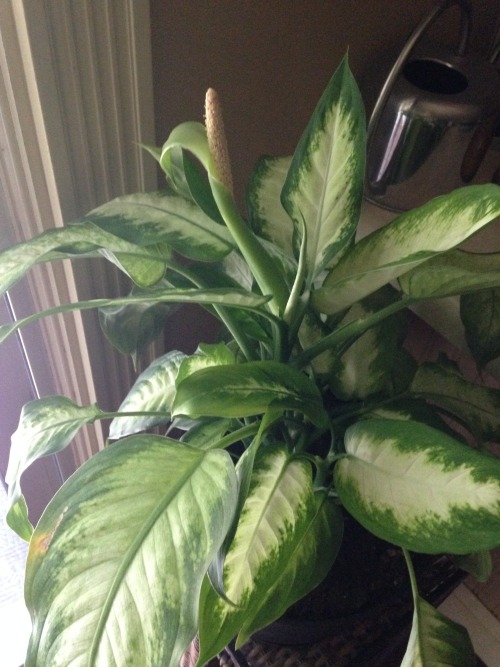 2.26.16 - Shortly after I got my dumb cane plant, about two years ago, it flowered. I was happy for 