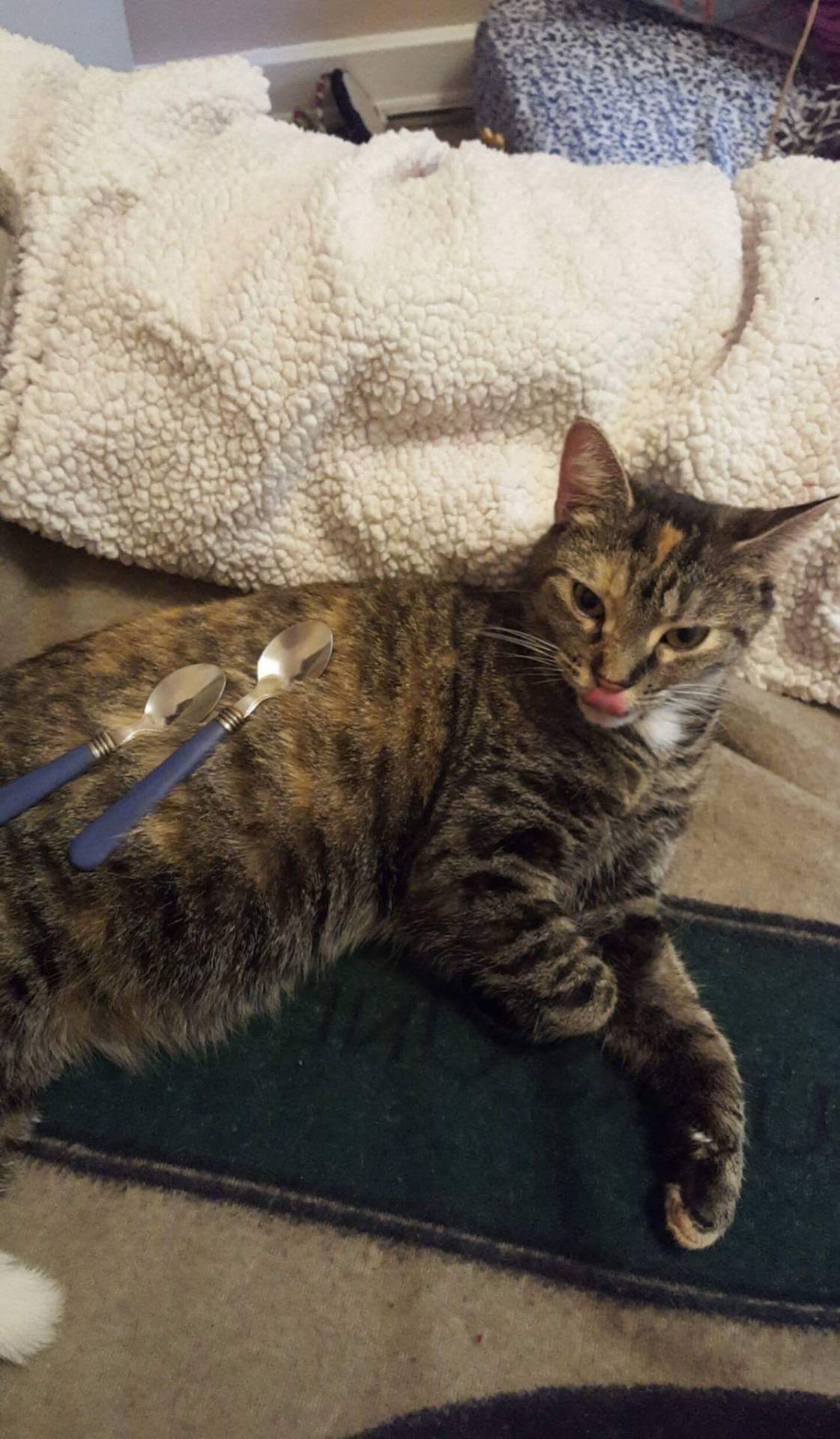 eldritchwug:  unflatteringcatselfies: my brother and I like to play a game called