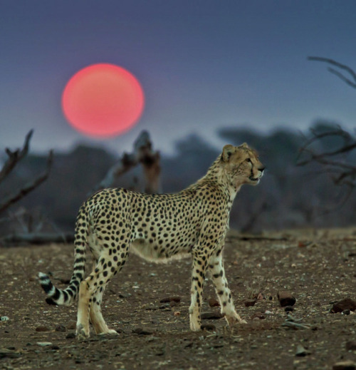 the-animal-blog:Cheetah at Sunset by Bruce Fryxell on Flickr 