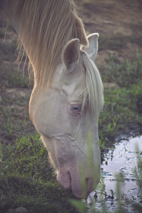 My cremello beauty, her name is Khaleesi and she stole my heart.