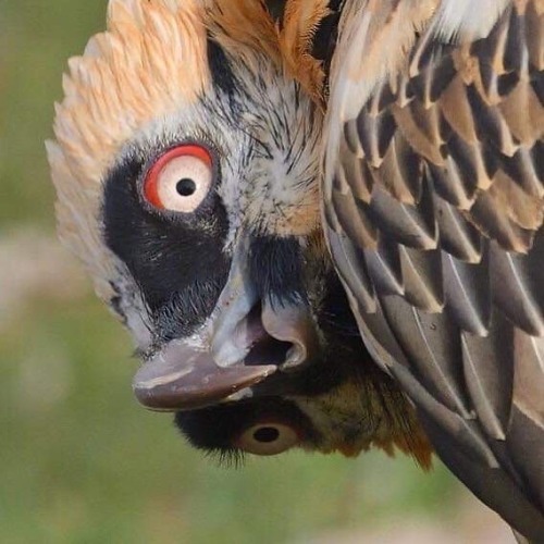 Woe, Bearded Vulture Be Upon Ye All