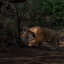 fastigre