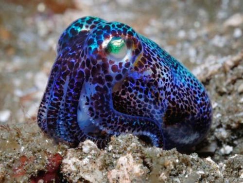 sharkhugger:  end0skeletal: Bobtail Squid (x) I know, I know, not sharks but still… AWWWWWW….!  XD