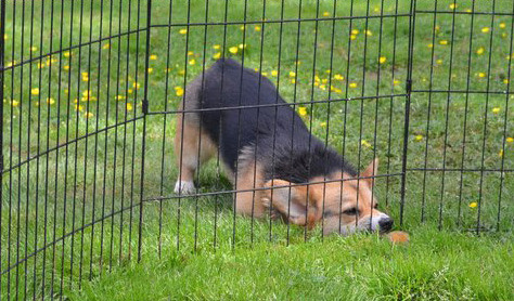 brisa-no-para-brisa:  eu versão cão 