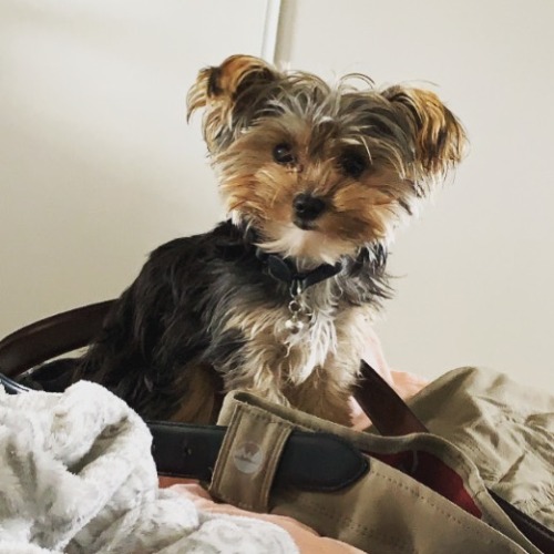 Please Welcome Pepe Pèrez. 🐶 (At Hacienda Pèrez-Garcia) Https://Www.instagram.com/P/B-Fszsqa0Br/?Igshid=1Cxm5796Tcsiu
