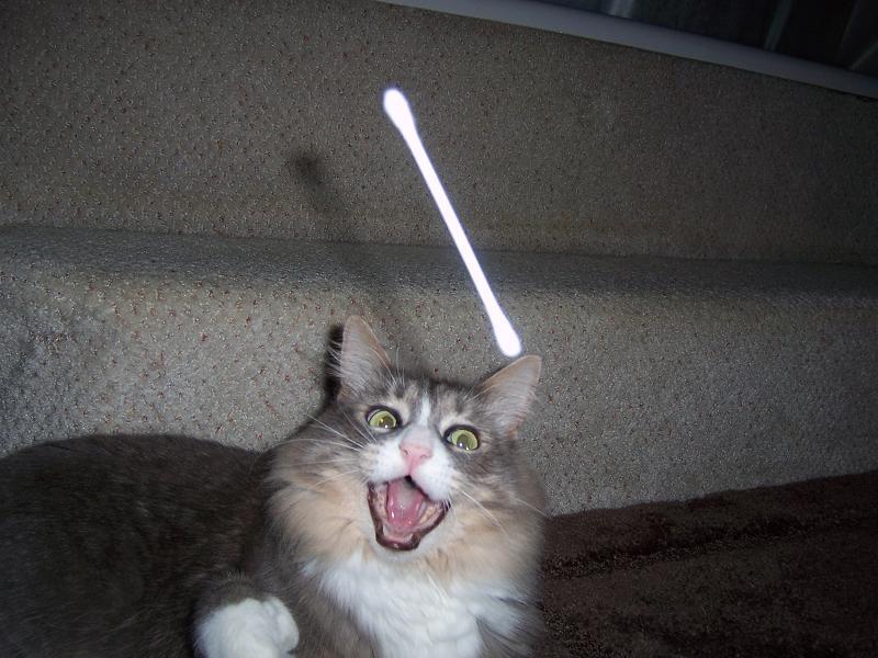 asian:  Throwing Q-Tips at Cat (source)