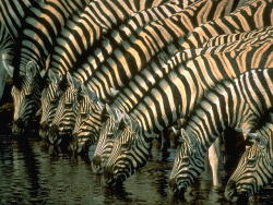 Geometric gathering (Zebras at a watering