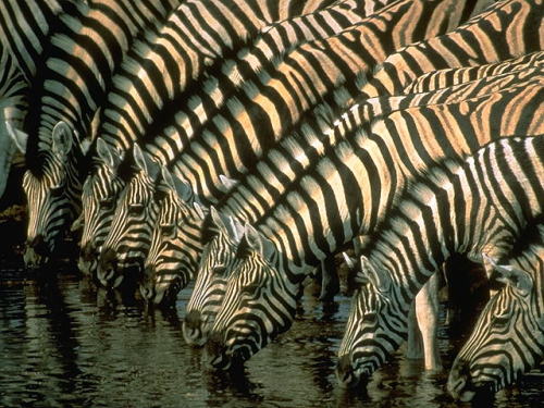 Porn photo Geometric gathering (Zebras at a watering