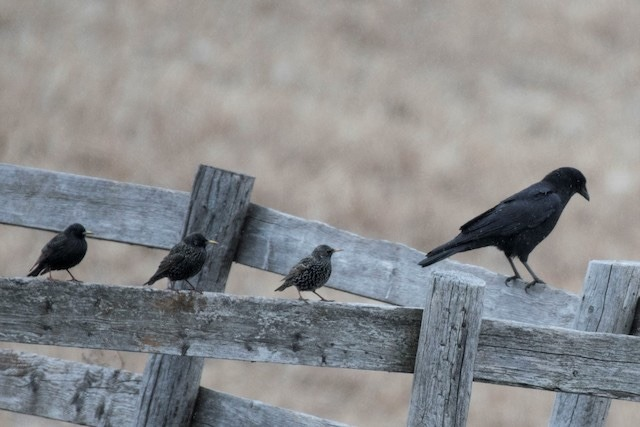kelbremdusk: coyotes-grin:  todaysbird:  i really like when crows just insert themselves into a group of other birds and then act like there is absolutely nothing strange about it x   nobody will suspect a thing 