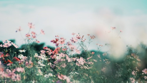 Healing Of The Sky And Flowers.