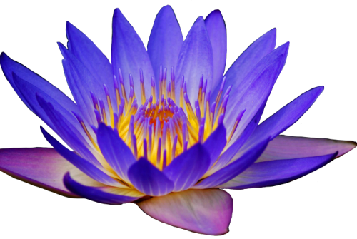 Porn transparent-flowers:  Purple Lotus.  photos