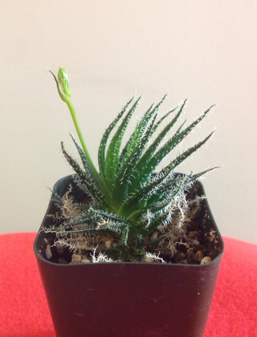 Back in November my Aloe haworthioides made a flower.  It wasn&rsquo;t much to look at, but