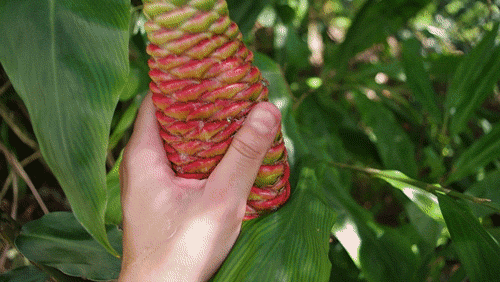 threefeline:  antikallura: threefeline: does anyone have that gif of a hand squeezing a fruit and all this juice just comes out of it it’s like really weird and erotic looking  is this what you’re talking about?   Y E S THA NK YOU !!!! 